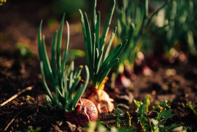 floración temprana jardín enero