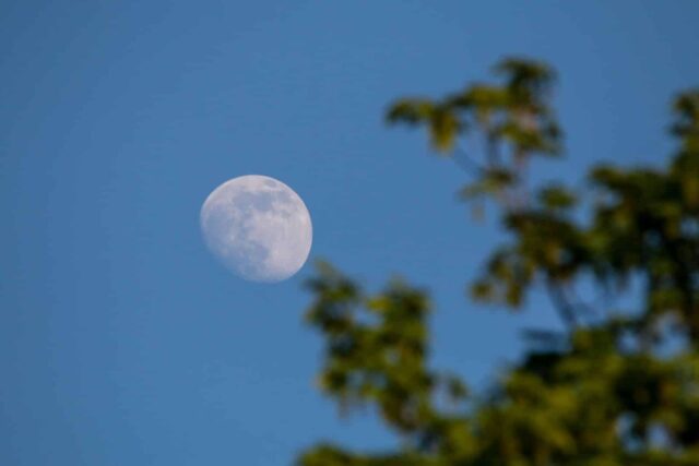 jardinería luna enero