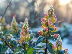 Plantas que no debes podar en enero: preserva su futura floración