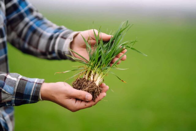 césped prohibido en Francia