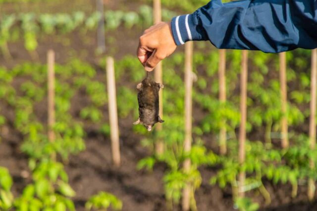 legislacion-caza-topo-jardin legislación caza topo jardín