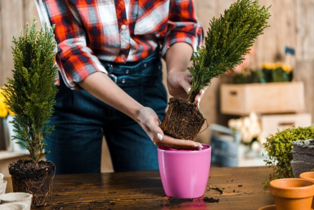 plantar coníferos jardín