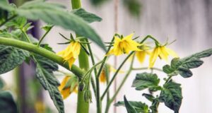aumentar productividad plantas de tomate