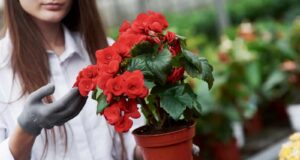 begonia flor sin fin