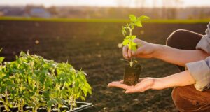 consejos plantar tomates tierra maceta
