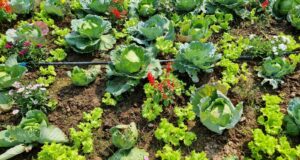 cultivar flores antiparasitarias huerto