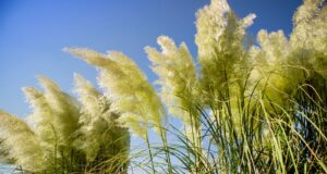 deshacerse fácilmente de la pampa