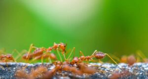 eliminar hormigas