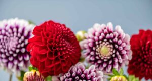 momento enterrar tubérculos dalia