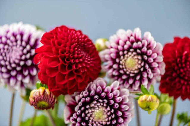 momento-enterrar-tuberculos-dalia momento enterrar tubérculos dalia