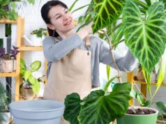personas aman las plantas de interior