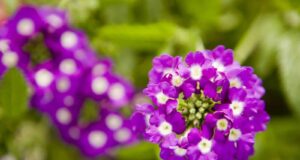 plantación de heliotropo en mayo
