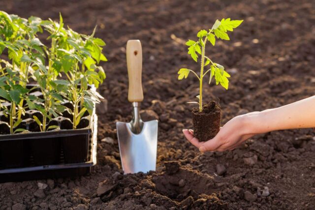 plantación huerto jardín mayo
