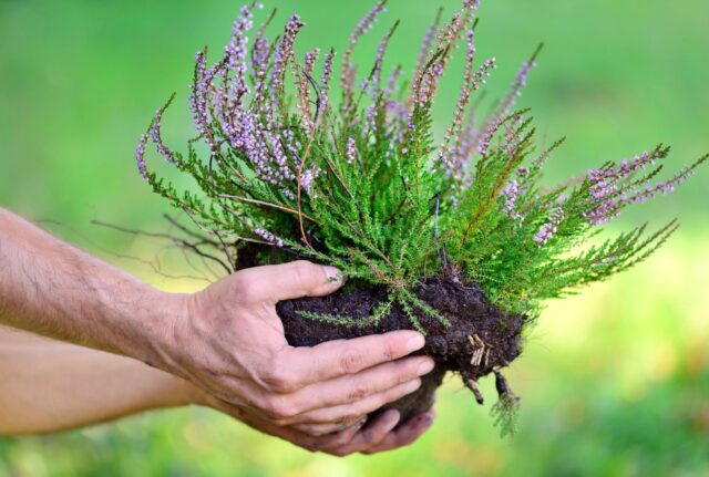 plantar-plantas-perennes-mayo plantar plantas perennes mayo