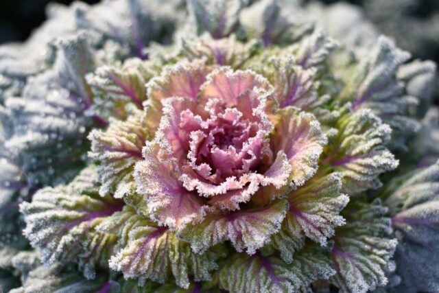 plantar vegetales antes de los santos de hielo