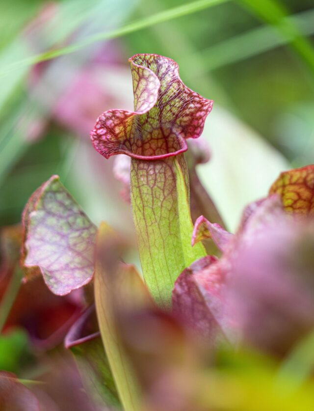 repelente avispones asiático sarracenia