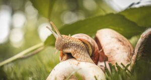 repeler babosas caracoles huerto