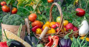 sembrar verduras verano