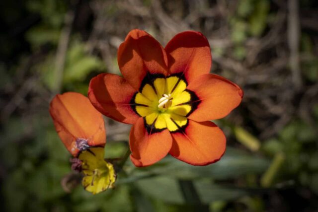 sparaxis tricolor jardín