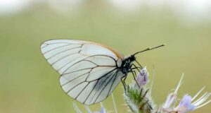mariposa blanca y negra