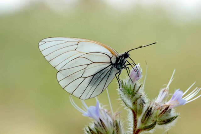 mariposa blanca y negra
