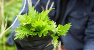 ortigas vitalidad suelo