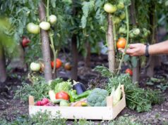 plantas compañeras tomates
