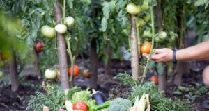 plantas compañeras tomates