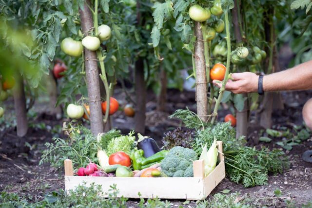 plantas compañeras tomates