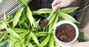 poso de café no recomendado plantas