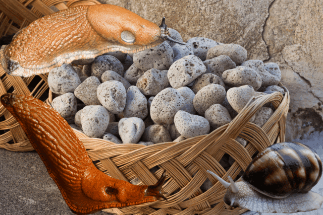 puzolana anti babosas caracoles