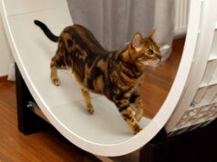 rueda gato decoracion