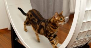 rueda gato decoracion