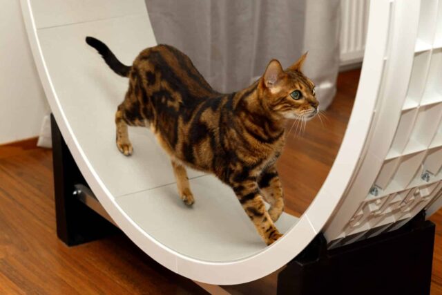 rueda gato decoracion