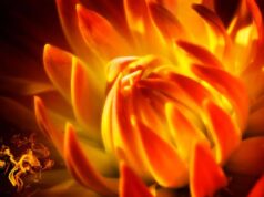 flores que parecen fuego