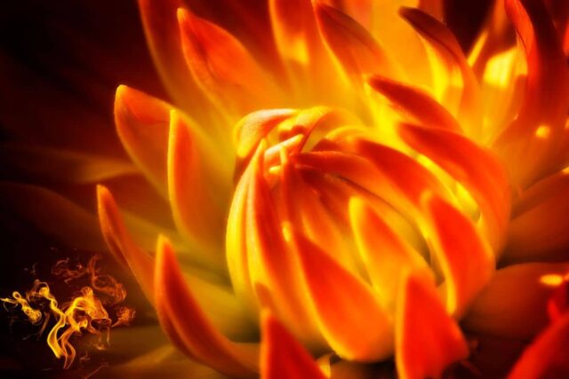 flores que parecen fuego flores que parecen fuego