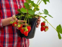 Traslado y replantación de fresales