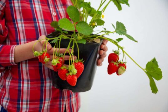 Traslado y replantación de fresales