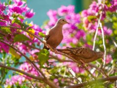 Azul, blanco, amarillo vivo…: descubre los colores que asustan a los pájaros y cómo utilizarlos en el jardín Pájaros en un jardín