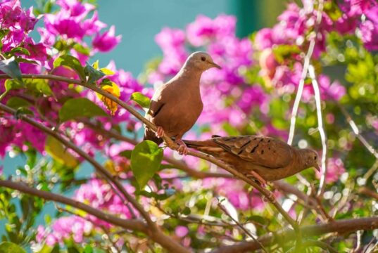 Azul, blanco, amarillo vivo…: descubre los colores que asustan a los pájaros y cómo utilizarlos en el jardín Pájaros en un jardín