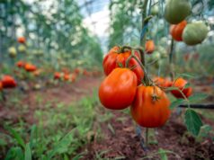 Evitar los tomates tempranos: el momento adecuado según tu región, del Sur a la altitud Plantación de tomates