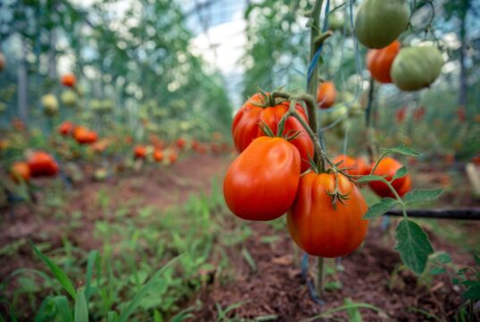 Evitar los tomates tempranos: el momento adecuado según tu región, del Sur a la altitud Plantación de tomates