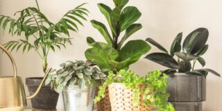Plantas de interior en invierno