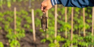 legislación caza topo jardín